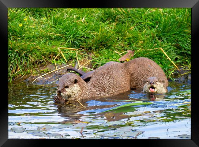 Freshwater Otters in Playful Mood Framed Print by George Hopkins