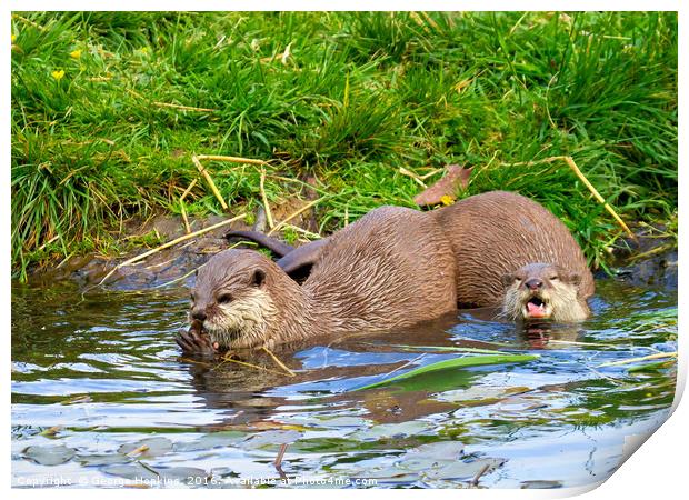 Freshwater Otters in Playful Mood Print by George Hopkins