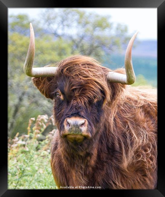 Highland cow portrait Framed Print by Tom Dolezal