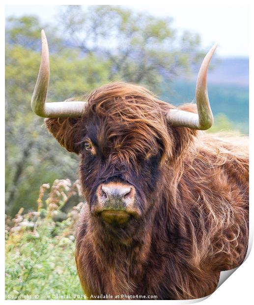 Highland cow portrait Print by Tom Dolezal