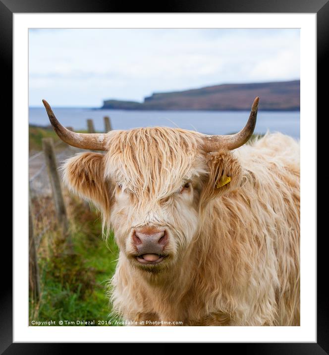 Cheeky Highland cow Framed Mounted Print by Tom Dolezal