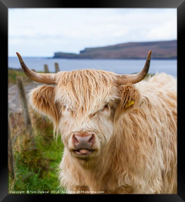 Cheeky Highland cow Framed Print by Tom Dolezal
