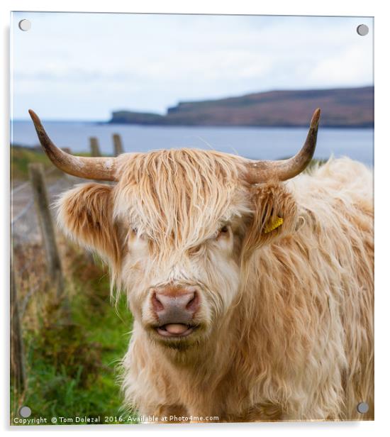 Cheeky Highland cow Acrylic by Tom Dolezal
