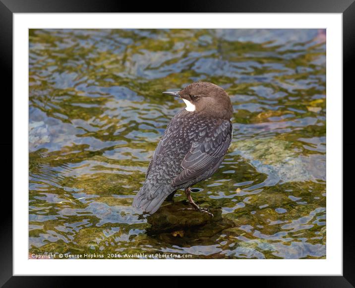 Young Dipper in River Shallows Framed Mounted Print by George Hopkins