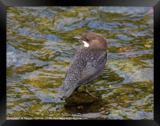 Young Dipper in River Shallows Framed Print by George Hopkins