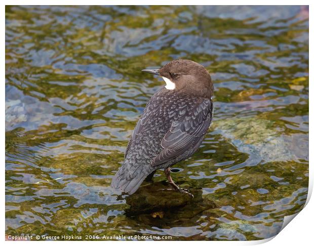 Young Dipper in River Shallows Print by George Hopkins