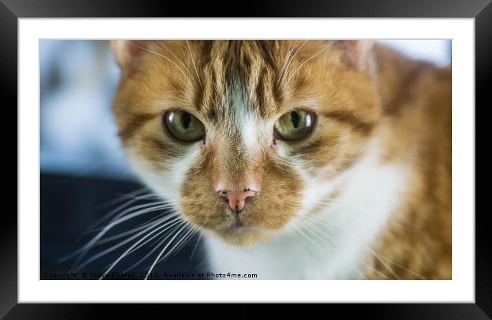 Ginger Tom Framed Mounted Print by Steve Ebbrell