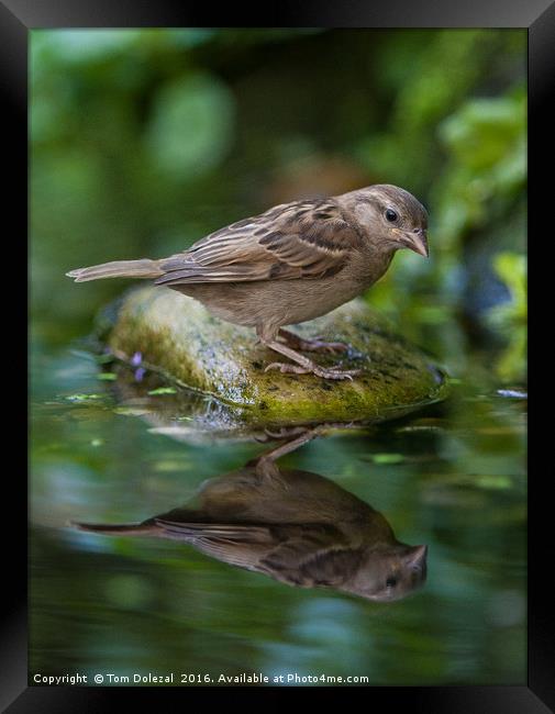 Sparrow reflection Framed Print by Tom Dolezal