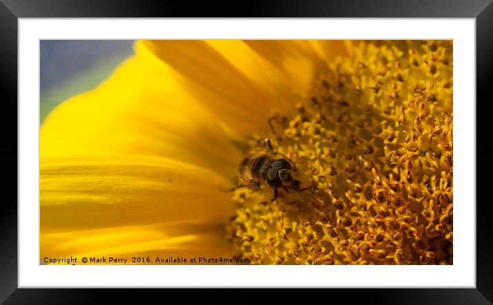 Mr Hover Fly Framed Mounted Print by Mark Perry