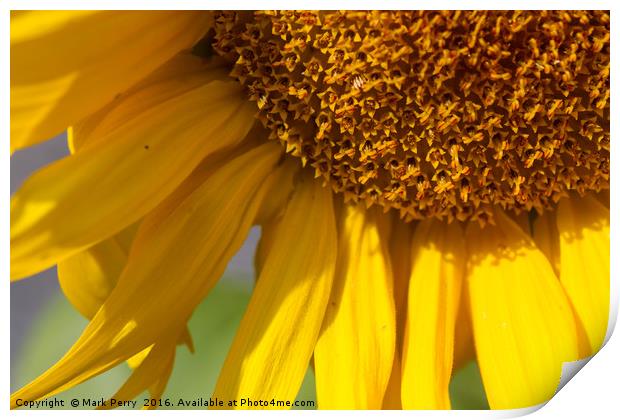 Sunflower  Print by Mark Perry