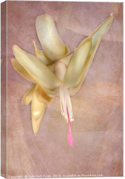 Cactus Bloom Canvas Print by Judy Hall-Folde