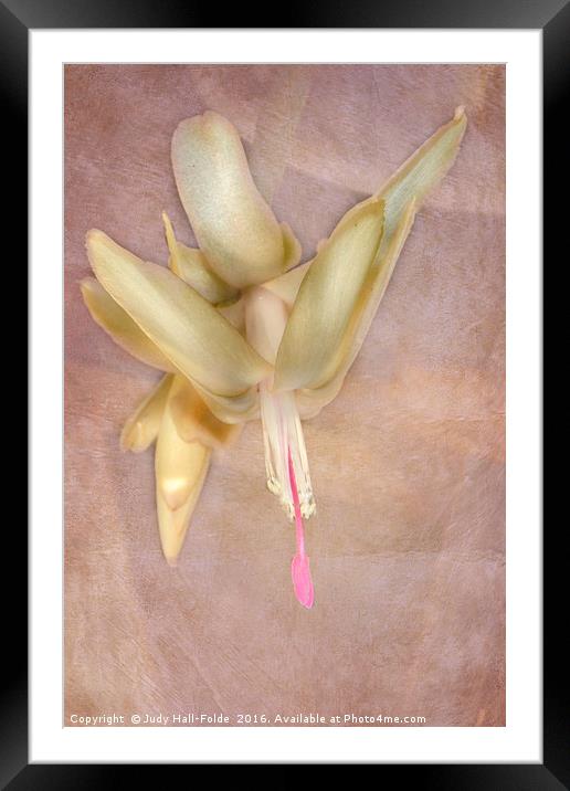 Cactus Bloom Framed Mounted Print by Judy Hall-Folde
