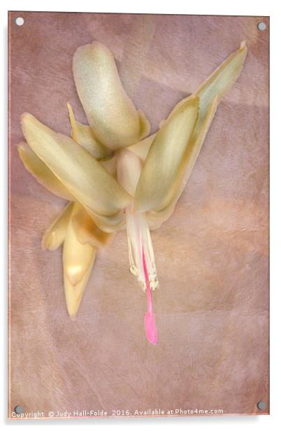 Cactus Bloom Acrylic by Judy Hall-Folde