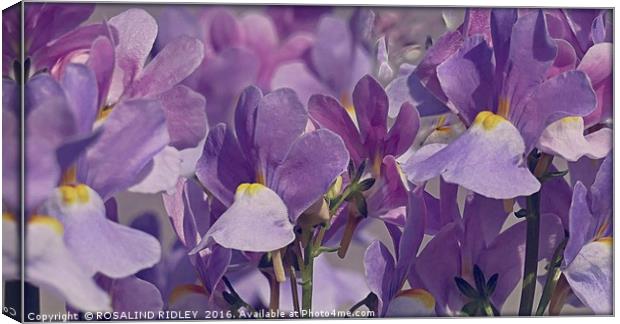 "SOFT LILAC" Canvas Print by ROS RIDLEY