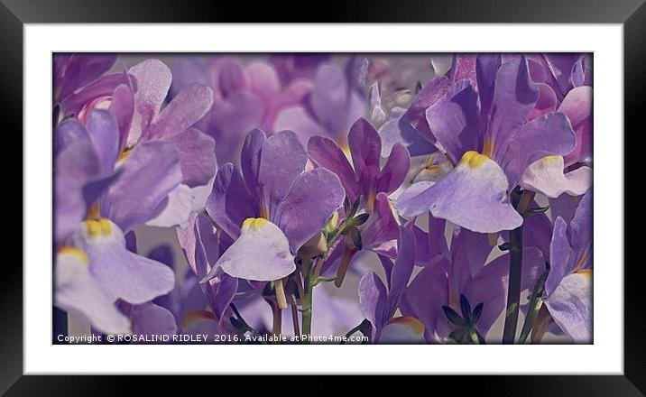 "SOFT LILAC" Framed Mounted Print by ROS RIDLEY