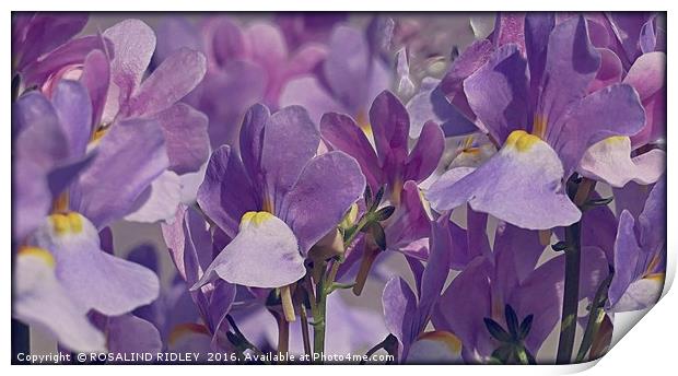 "SOFT LILAC" Print by ROS RIDLEY
