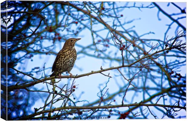 Song Thrush sitting in a tree during Winter Canvas Print by Tristan Wedgbury
