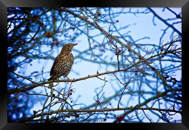 Song Thrush sitting in a tree during Winter Framed Print by Tristan Wedgbury