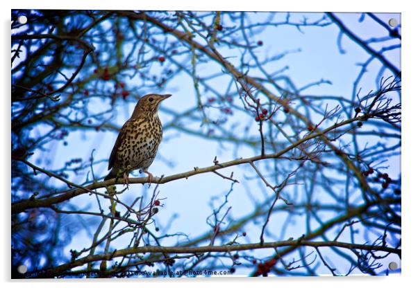 Song Thrush sitting in a tree during Winter Acrylic by Tristan Wedgbury