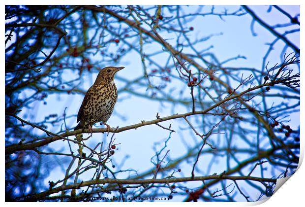 Song Thrush sitting in a tree during Winter Print by Tristan Wedgbury