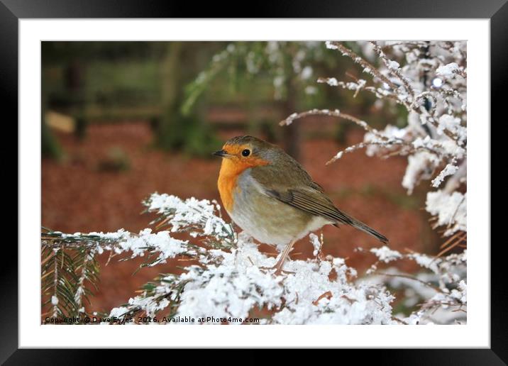 Snow Robin Framed Mounted Print by Dave Eyres