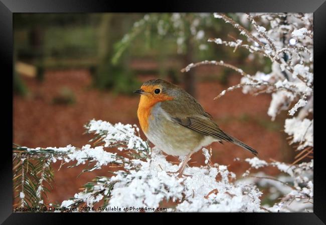 Snow Robin Framed Print by Dave Eyres