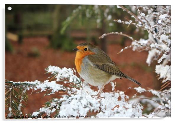 Snow Robin Acrylic by Dave Eyres