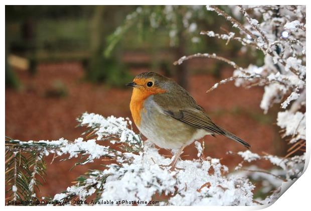 Snow Robin Print by Dave Eyres