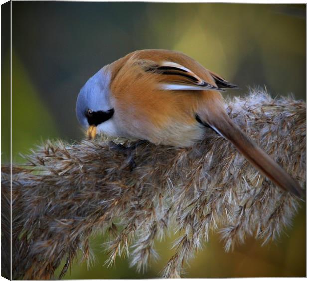 Bearded Tit Canvas Print by Mark Lee