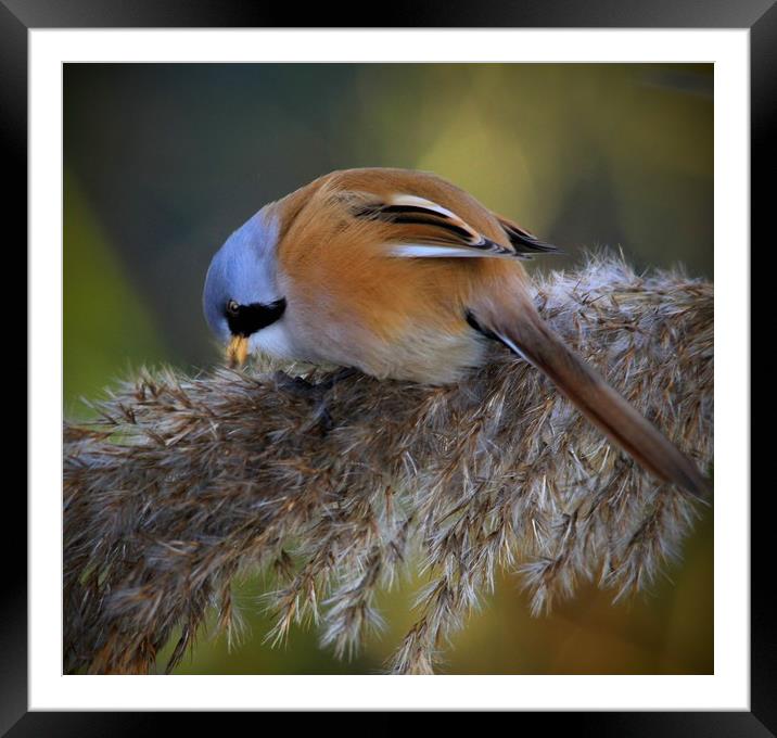 Bearded Tit Framed Mounted Print by Mark Lee