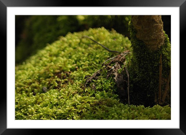 Rutland water moss Framed Mounted Print by Daniel Proud
