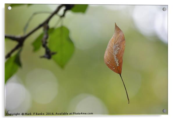 Falling Leaf Acrylic by Mark  F Banks