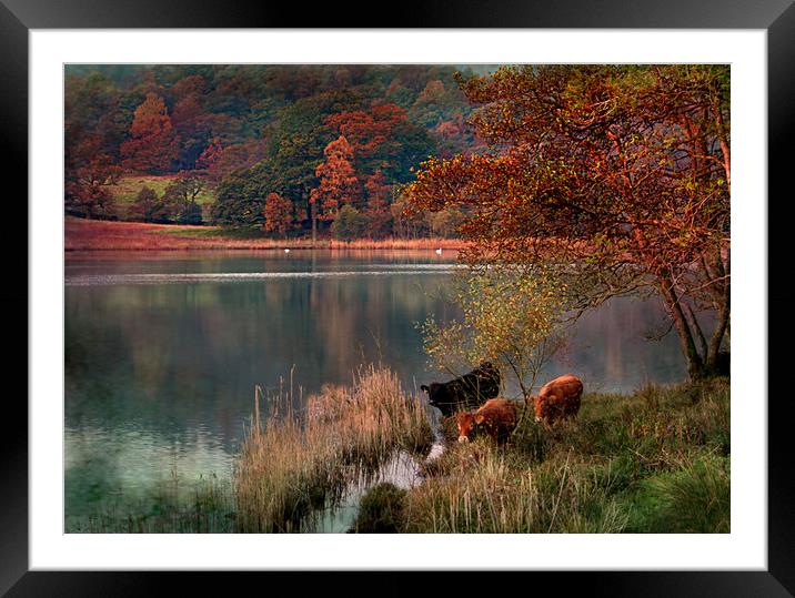 Rydal Cows Framed Mounted Print by Irene Burdell