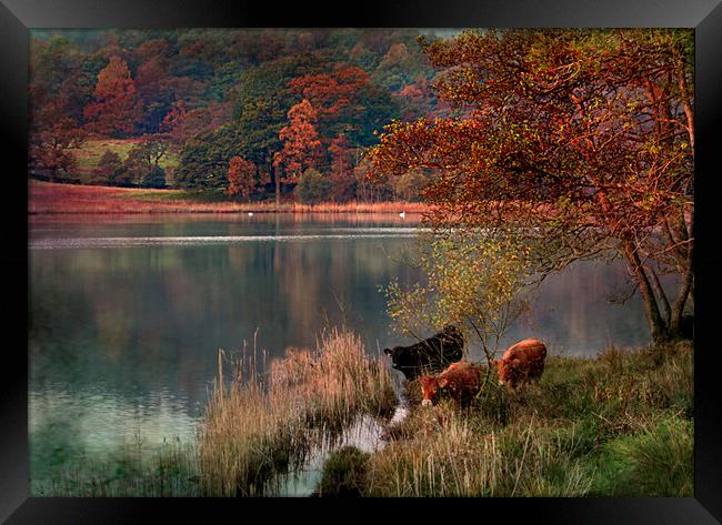 Rydal Cows Framed Print by Irene Burdell