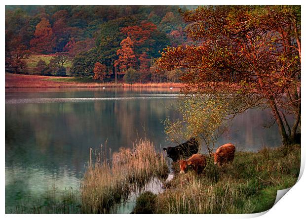 Rydal Cows Print by Irene Burdell