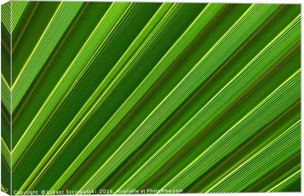 Green palm leaf close-up Canvas Print by Łukasz Szczepański