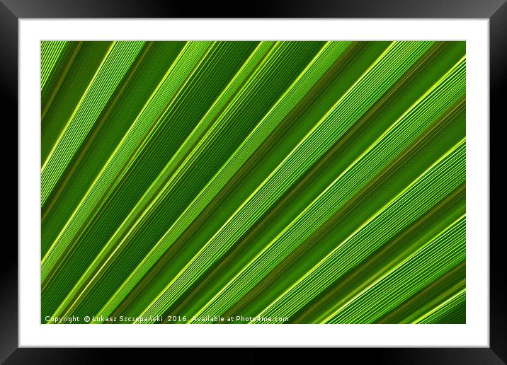 Green palm leaf close-up Framed Mounted Print by Łukasz Szczepański