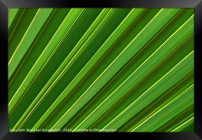 Green palm leaf close-up Framed Print by Łukasz Szczepański