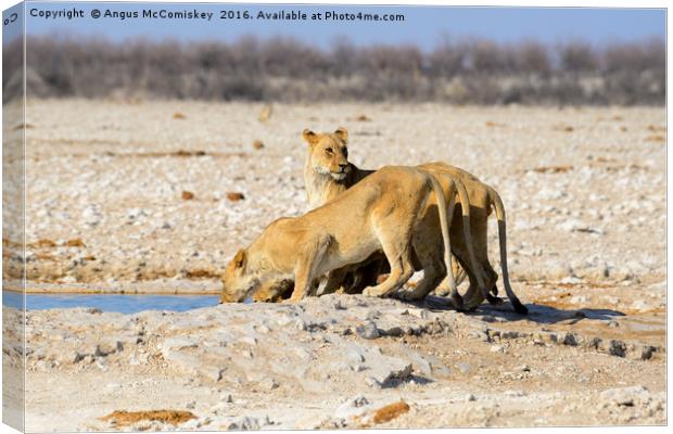 Female lions drinking at waterhole Canvas Print by Angus McComiskey
