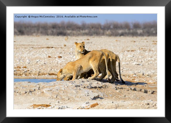 Female lions drinking at waterhole Framed Mounted Print by Angus McComiskey