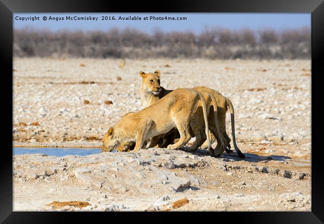 Female lions drinking at waterhole Framed Print by Angus McComiskey