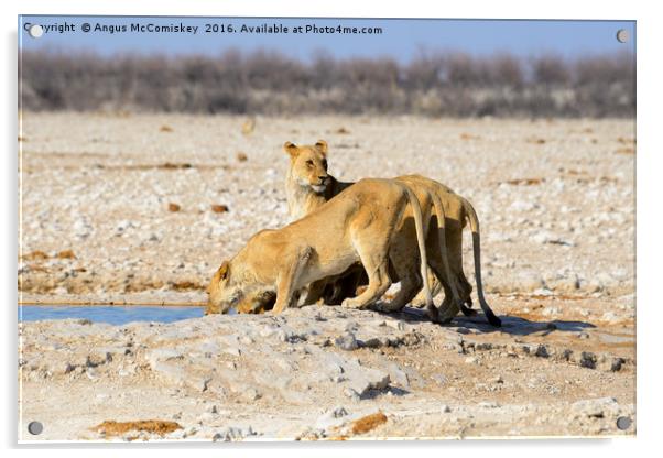 Female lions drinking at waterhole Acrylic by Angus McComiskey