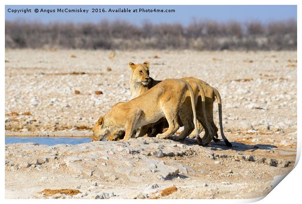 Female lions drinking at waterhole Print by Angus McComiskey