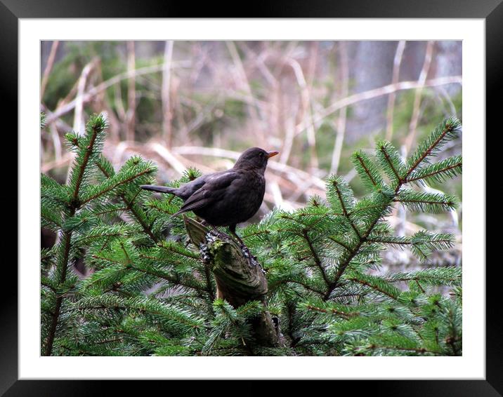     Glenlivet forest Blackbird                     Framed Mounted Print by alan todd