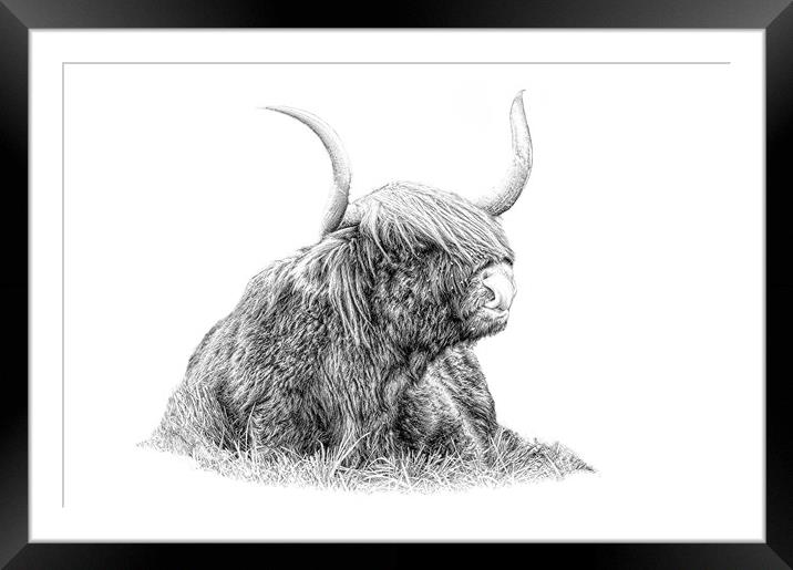 Highland cow in pencil Framed Mounted Print by JC studios LRPS ARPS