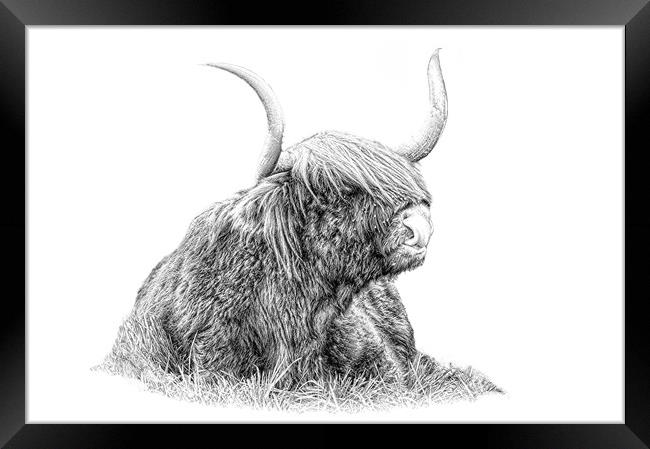 Highland cow in pencil Framed Print by JC studios LRPS ARPS