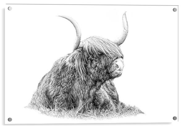 Highland cow in pencil Acrylic by JC studios LRPS ARPS