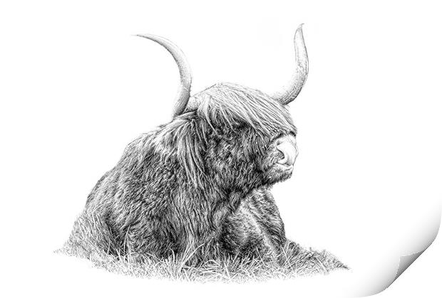 Highland cow in pencil Print by JC studios LRPS ARPS