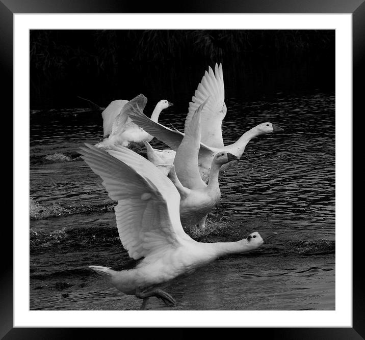 Geese on the river Framed Mounted Print by Larisa Siverina