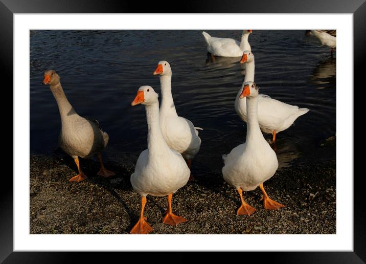 White and gray geese on the river Framed Mounted Print by Larisa Siverina